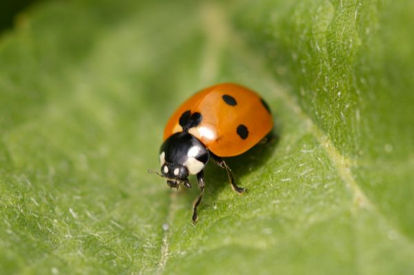 naturaleza, fotografía, hoja, verde, rojo, linda