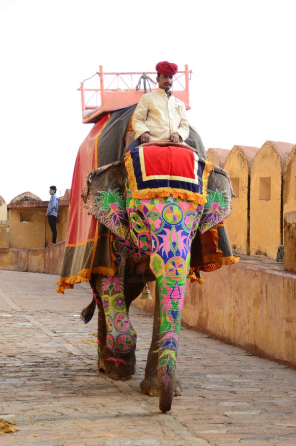 cămilă,mamifer,elefant,artă,turiști,India