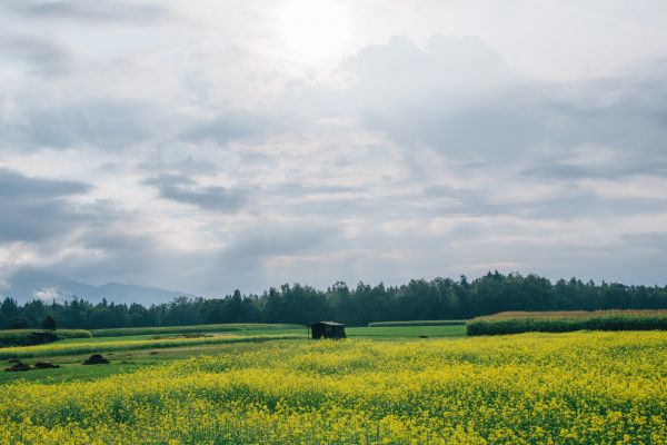 景观,树,性质,森林,草,地平线