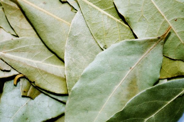 planta, hoja, flor, verde, pimienta, cocina