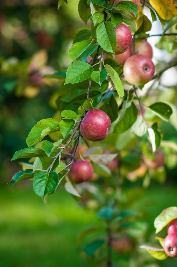 æble, træ, afdeling, blomst, plante, frugt