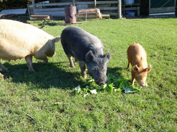 gras, farm, dier, land, eten, landbouw