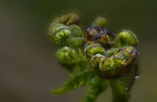 natuur,fabriek,fotografie,blad,bloem,foto