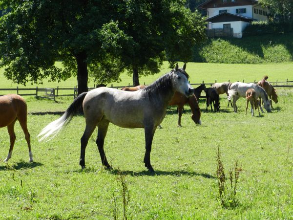 prato,cavallo,mandria,pascolo,pascolo,ranch