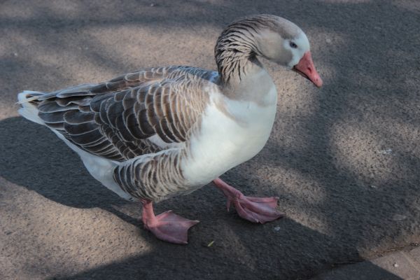 fågel,djur-,vilda djur och växter,näbb,fauna,vinge