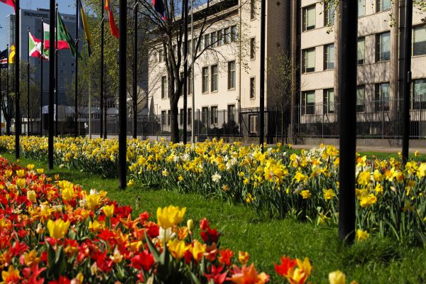 plant,flower,spring,tulip,autumn,botany