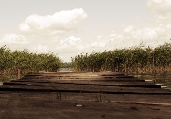 paysage,mer,arbre,la nature,herbe,horizon