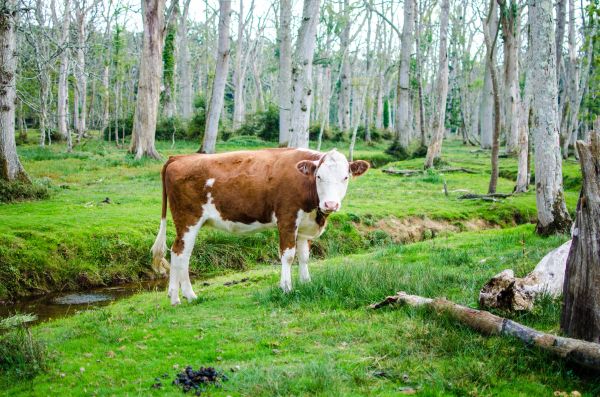 iarbă,fermă,luncă,animal,vacă,pădure