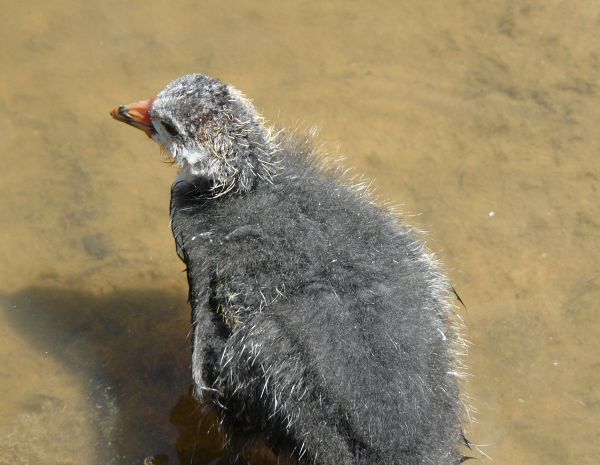 pasăre,drăguţ,animale sălbatice,cioc,faună,a închide