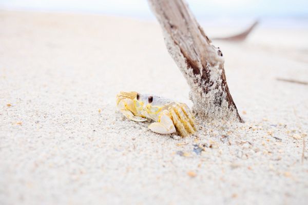 hand,strand,sand,trä,drivved,havet