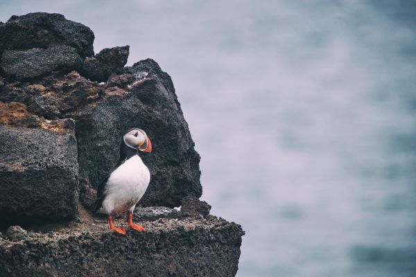 Roche,oiseau,Oiseau de mer,le bec,mer,bleu