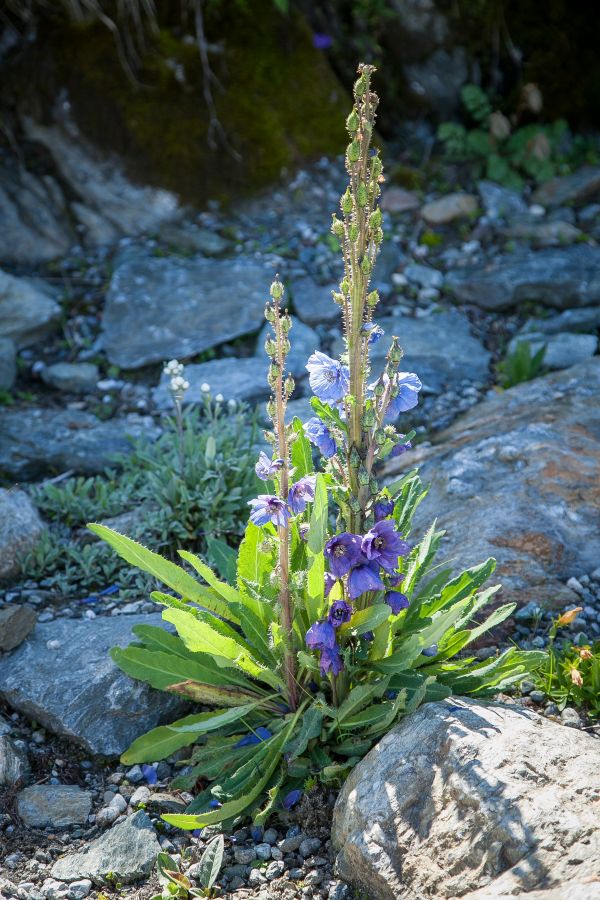 natur, plante, blad, blomst, landskab, eng