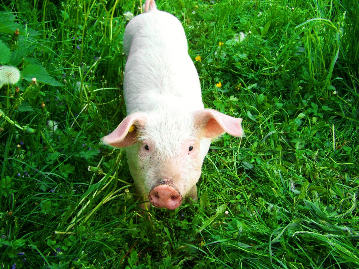 gras, veld-, farm, gazon, weide, dier, groen, weide, grazen, zoogdier, fauna, gewerveld, varken, huisdier gehouden varkens, varken zoogdier, witte piggy