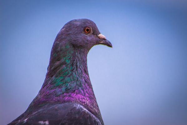 natureza,pássaro,asa,céu,animal,cidade