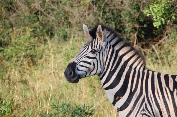 natur,dyreliv,Afrika,pattedyr,fauna,vill