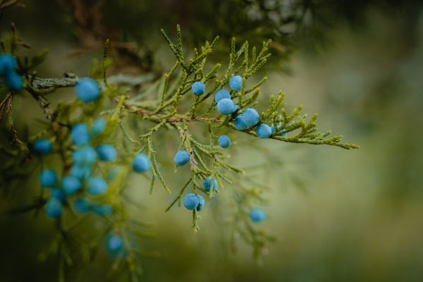 puu, luonto, haara, kukka, kasvi, hedelmä