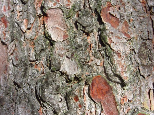 arbre, la nature, Roche, branche, plante, bois