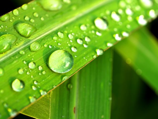 agua, naturaleza, césped, gotita, soltar, Rocío