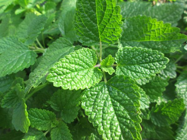 natură,iarbă,plantă,floare,verde,iarbă