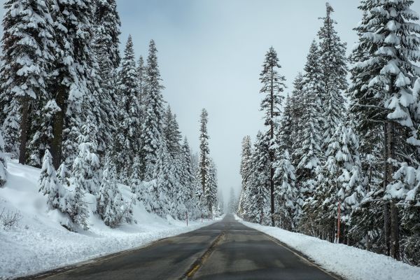 arbre,forêt,Montagne,neige,hiver,route