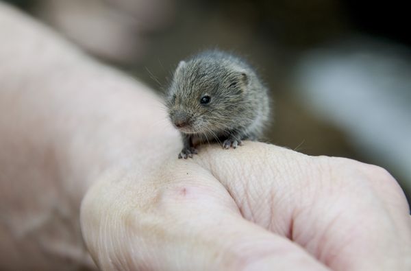 käsi,hiiri,villieläimet,nisäkäs,orava,hamsteri