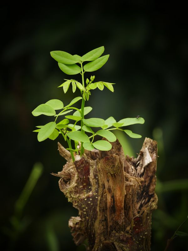 alam,cabang,menanam,daun,bunga,margasatwa