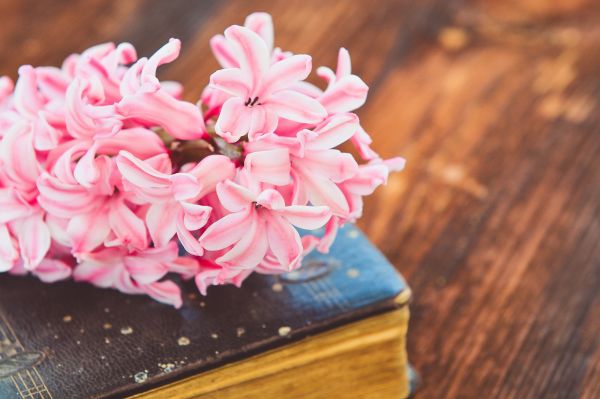 bok, trä, blomma, växt, blomma, kronblad