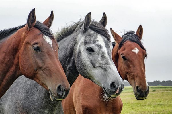 pasto,cavalo,mamífero,garanhão,juba,refrear