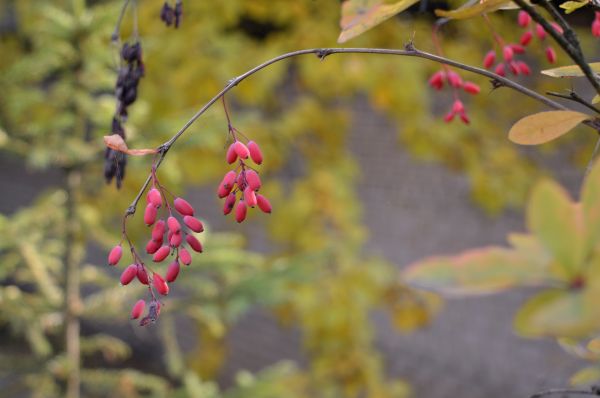 arbre, la nature, branche, fleur, plante, fruit