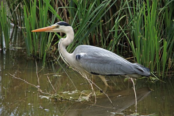 鳥,野生動物,嘴,動物相,湿地,脊椎動物