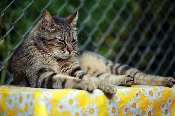 L'Europe ,chat,Canon,France,chaton,mammifère