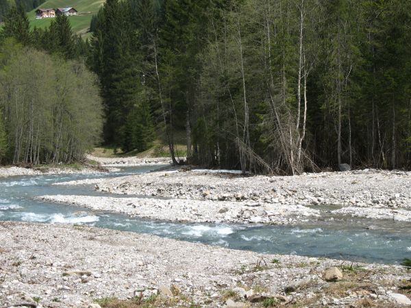 Landschaft, Natur, Wald, Wildnis, Baum, Wasser