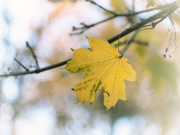 strom,Příroda,větev,Bokeh,rostlina,Slunečním světlem