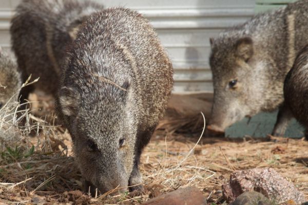 dyreliv,pattedyr,fauna,hvirveldyr,svin,Javelina