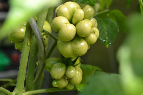 plante,frugt,bær,blomst,mad,grøn