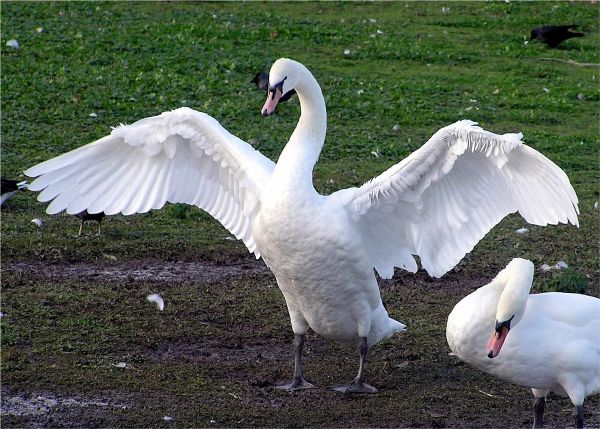 bird,wing,white,wildlife,beak,fauna