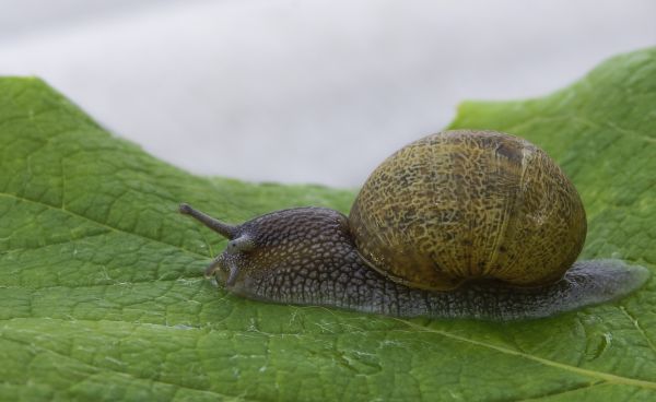 natur,blad,Foto,makro,fauna,hvirvelløse