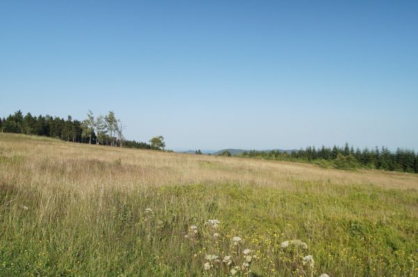 Landschaft, Baum, Gras, Sumpf, Wildnis, Horizont