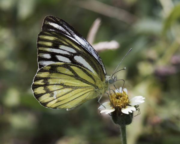 Natur,Flügel,Blume,Tierwelt,Insekt,Botanik