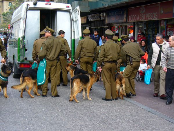 perro,mamífero,perro policía,perro callejero,Perro como mamífero,Show de conformación