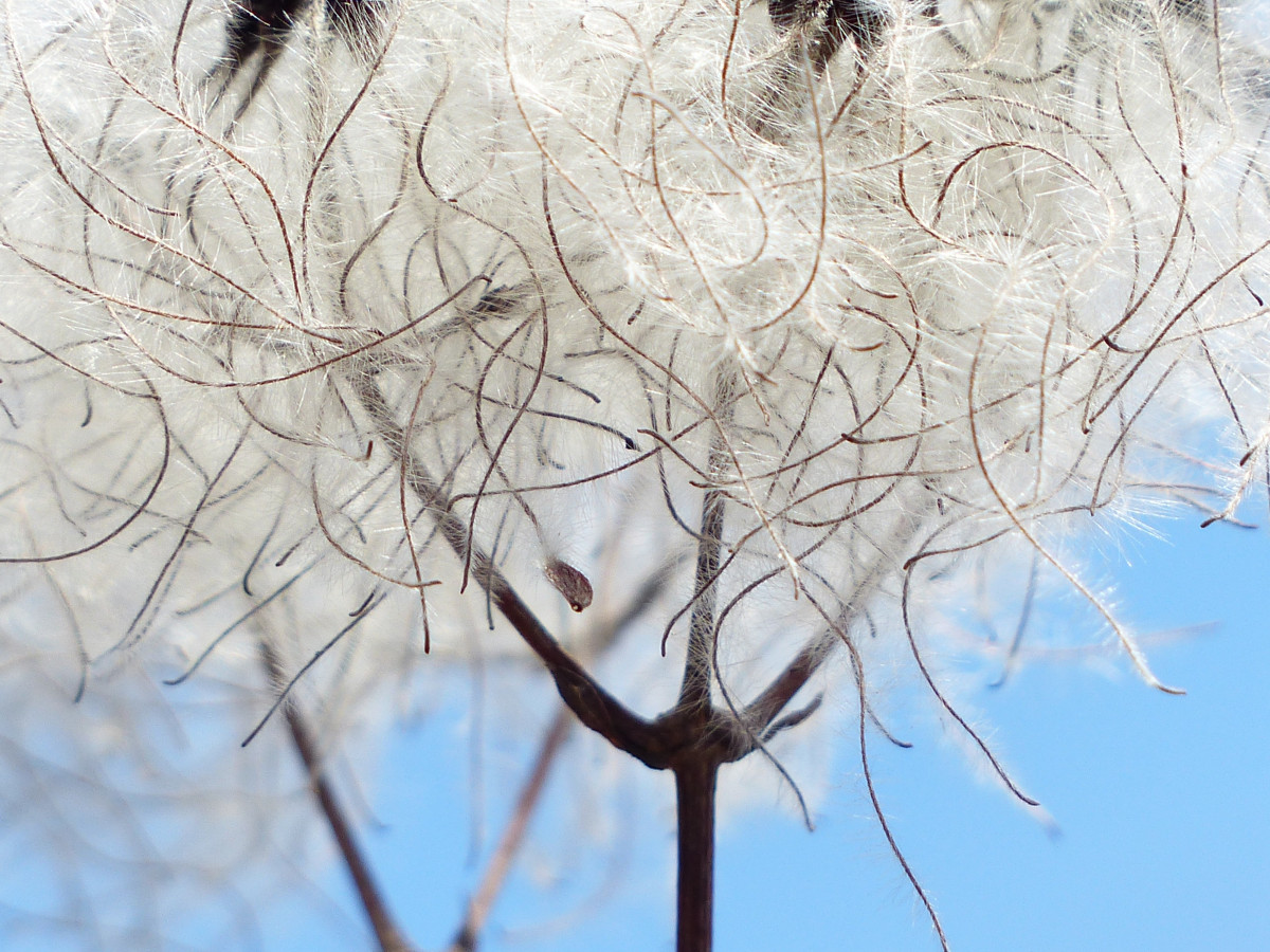 Baum, Ast, Winter, Pflanze, Weiß, Stengel, Blatt, Blume, Frost, Frühling, flaumig, Briefmarke, Dachboden, Botanik, Flora, Jahreszeit, Zweig, Pods, Saat, giftig, behaart, Früchte, weich, Liane, Klematis, Kriechpflanze, Baumwolle, wollig, Lian, Giftige Pflanze, Clematis vitalba, Haariger Stempel, Echt clematis, Holzige Pflanze, Gemeine clematis, Lueln, Luen, Ulischwidn, Waschl, Liasch, Niele, Nonne Seil, Narrenseil, Teufelszwirn