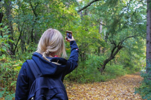 árbol,naturaleza,bosque,para caminar,Smartphone,camino