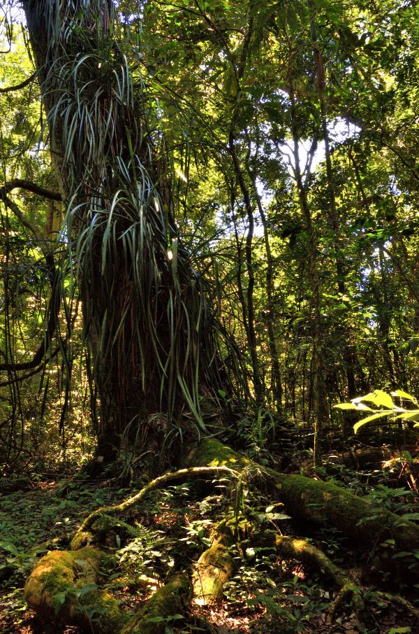 albero,natura,foresta,natura selvaggia,ramo,pianta