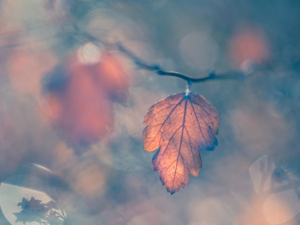 strom,Příroda,větev,Bokeh,rostlina,mrak