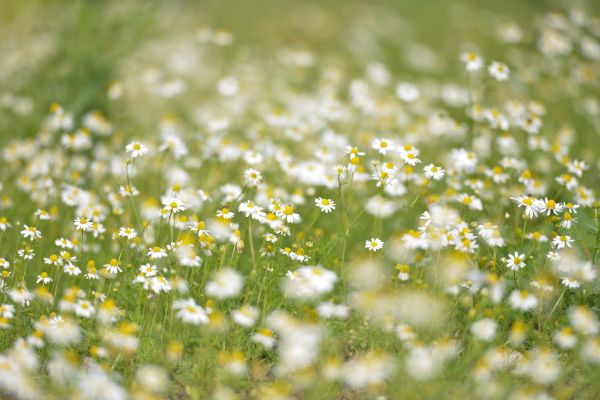 la nature, fleur, rosée, plante, eau, herbe