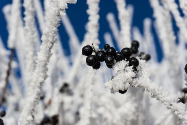 paysage, arbre, la nature, forêt, branche, neige