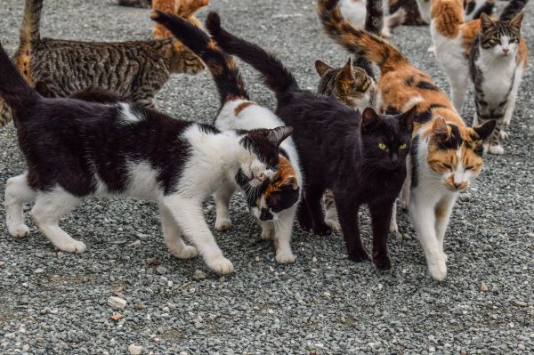 동물,집 밖의,고양이,야생의,고양이 같은,함께