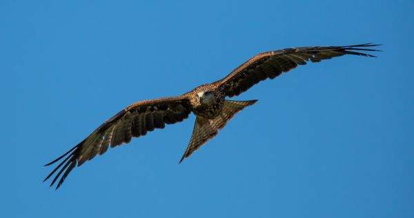 φύση,πουλί,πτέρυγα,άγρια ​​ζωή,χαρταετός,άγριος