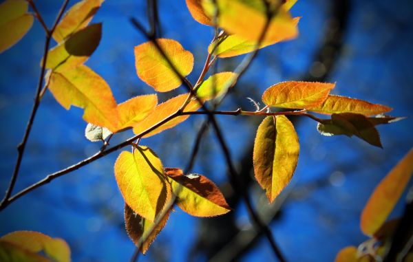 arbre,la nature,branche,plante,randonnée,lumière du soleil