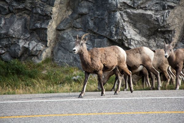 la nature, Montagne, animal, falaise, faune, troupeau